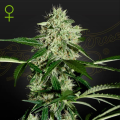 Northern Light Automatic - GREEN HOUSE SEEDS