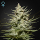 The Church CBD - GREEN HOUSE SEEDS | TanieSianie.pl