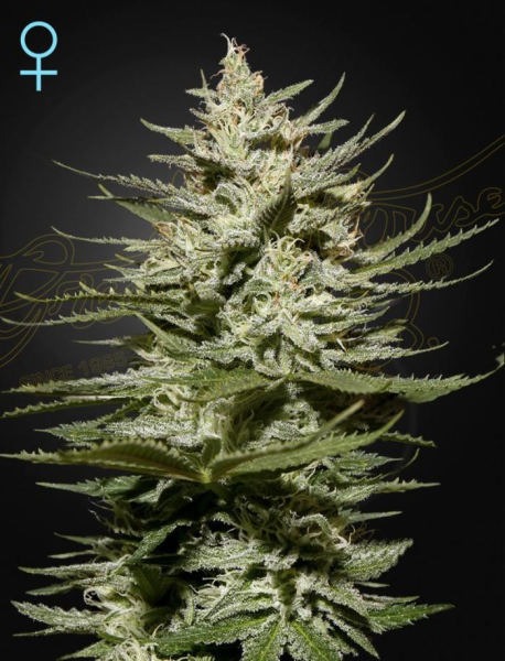 The Church CBD - GREEN HOUSE SEEDS | TanieSianie.pl