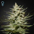 The Church CBD - GREEN HOUSE SEEDS