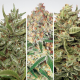 Auto Collection #1 - PARADISE SEEDS | TanieSianie.pl