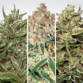Auto Collection #1 - PARADISE SEEDS | TanieSianie.pl