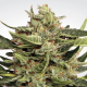 Auto Collection #1 - PARADISE SEEDS | TanieSianie.pl