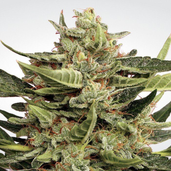 Auto Collection #1 - PARADISE SEEDS | TanieSianie.pl