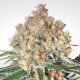 Auto Collection #1 - PARADISE SEEDS | TanieSianie.pl