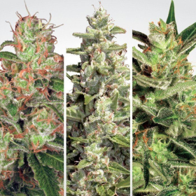 Auto Collection #2 - PARADISE SEEDS | TanieSianie.pl