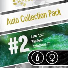 Auto Collection #2 - PARADISE SEEDS | TanieSianie.pl