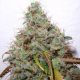 White Berry - PARADISE SEEDS | TanieSianie.pl