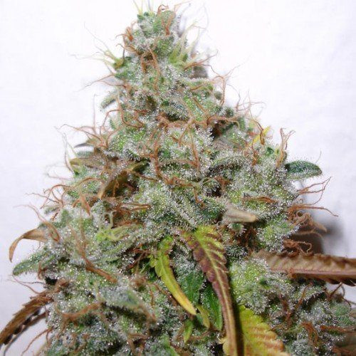 White Berry - PARADISE SEEDS | TanieSianie.pl