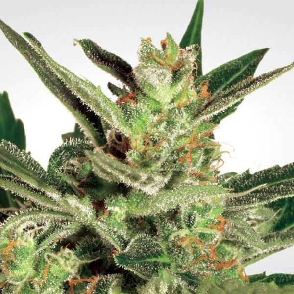 Auto Collection #2 - PARADISE SEEDS | TanieSianie.pl