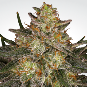 Dutch Kush - PARADISE SEEDS | TanieSianie.pl
