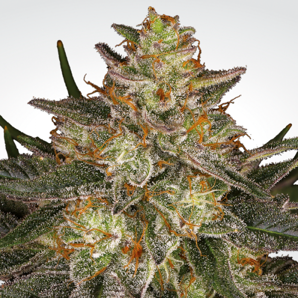 Dutch Kush - PARADISE SEEDS | TanieSianie.pl