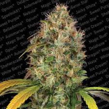 Dutch Kush - PARADISE SEEDS | TanieSianie.pl
