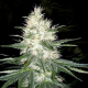 Dutch Kush - PARADISE SEEDS | TanieSianie.pl