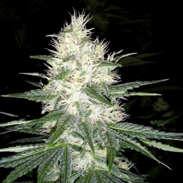 Dutch Kush - PARADISE SEEDS | TanieSianie.pl