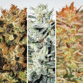 Indica Champions - PARADISE SEEDS | TanieSianie.pl