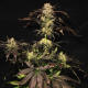 White Berry - PARADISE SEEDS | TanieSianie.pl