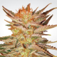 Indica Champions - PARADISE SEEDS | TanieSianie.pl