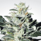 Indica Champions - PARADISE SEEDS | TanieSianie.pl
