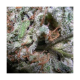 Indica Champions - PARADISE SEEDS | TanieSianie.pl
