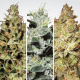 Sativa Champions - PARADISE SEEDS | TanieSianie.pl