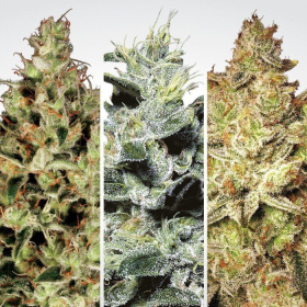 Sativa Champions - PARADISE SEEDS | TanieSianie.pl