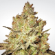 Sativa Champions - PARADISE SEEDS | TanieSianie.pl