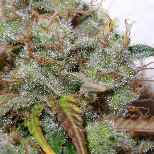 White Berry - PARADISE SEEDS | TanieSianie.pl