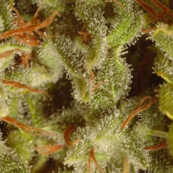 Sativa Champions - PARADISE SEEDS | TanieSianie.pl