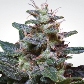 Sweet Purple - PARADISE SEEDS | TanieSianie.pl