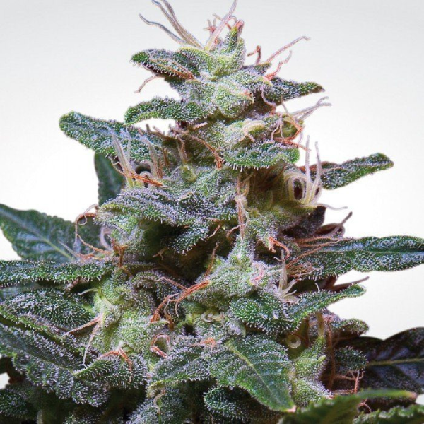 Sweet Purple - PARADISE SEEDS | TanieSianie.pl