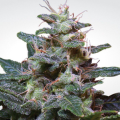 Sweet Purple - PARADISE SEEDS