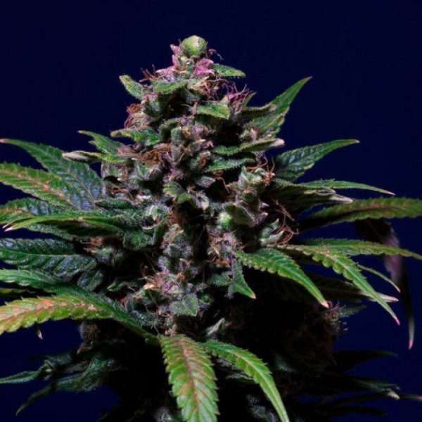 Sweet Purple - PARADISE SEEDS | TanieSianie.pl