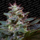 Sweet Purple - PARADISE SEEDS | TanieSianie.pl