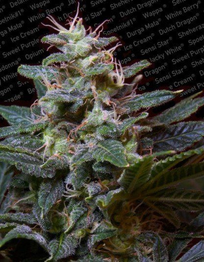 Sweet Purple - PARADISE SEEDS | TanieSianie.pl