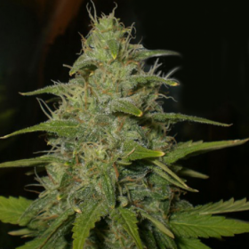 Lemon OG Haze - NIRVANA | TanieSianie.pl
