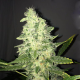 Supreme CBD Kush - NIRVANA | TanieSianie.pl