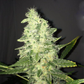 Supreme CBD Kush - NIRVANA