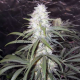 Sterling Haze - NIRVANA | TanieSianie.pl
