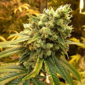 Sativa's Sour Diesel - NIRVANA | TanieSianie.pl