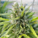 White Rhino - NIRVANA | TanieSianie.pl