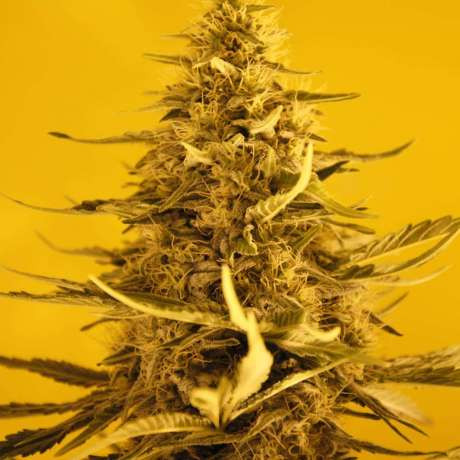 White Widow Auto - NIRVANA | TanieSianie.pl