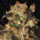 White Berry - PARADISE SEEDS | TanieSianie.pl