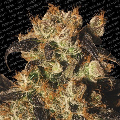 White Berry - PARADISE SEEDS | TanieSianie.pl