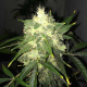 OG Kush Auto - NIRVANA | TanieSianie.pl