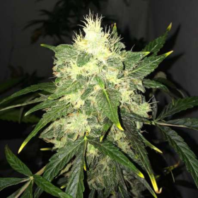 OG Kush Auto - NIRVANA | TanieSianie.pl