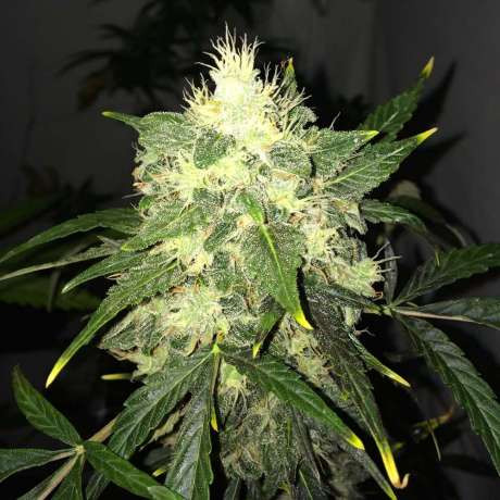 OG Kush Auto - NIRVANA | TanieSianie.pl