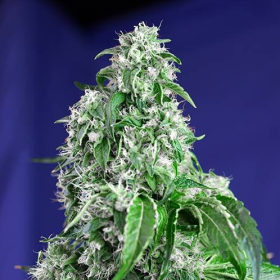 Big Devil Fast Version - SWEET SEEDS | TanieSianie.pl