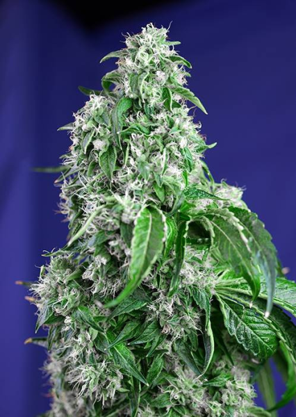 Big Devil Fast Version - SWEET SEEDS | TanieSianie.pl