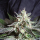 Black Jack Fast Version - SWEET SEEDS | TanieSianie.pl